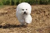 BICHON FRISE 104